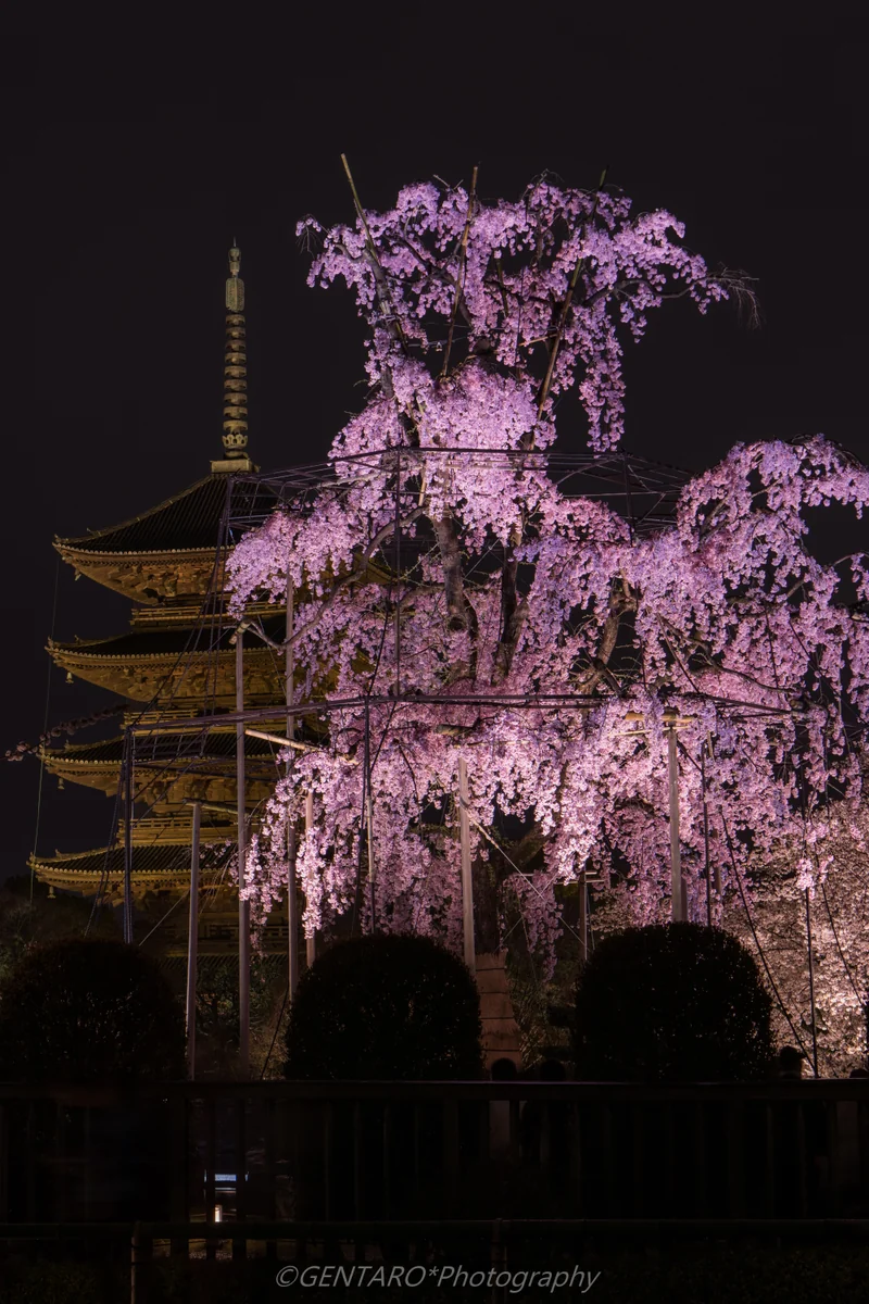 投稿写真：不二桜と五重塔
