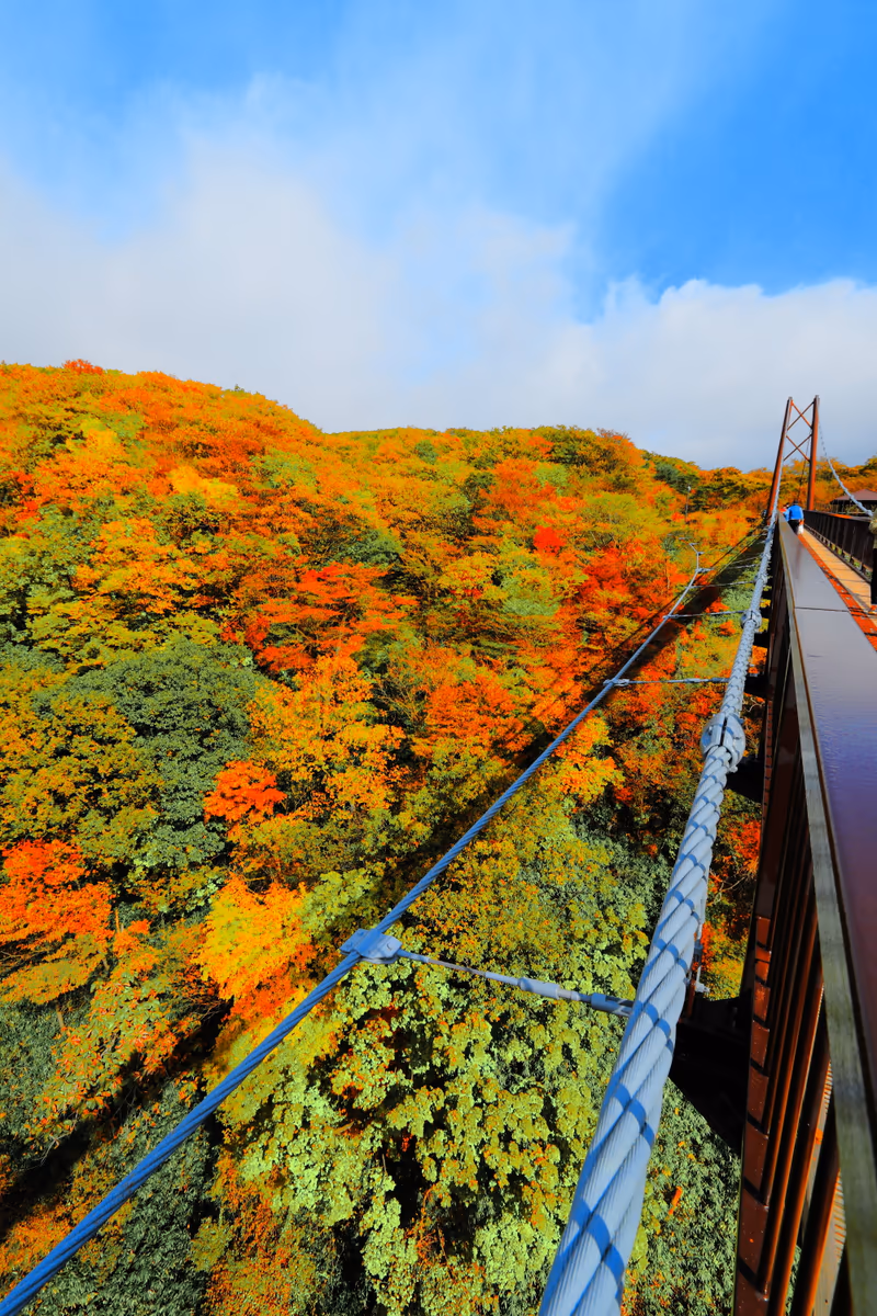 投稿写真：つつじ吊り橋からの紅葉