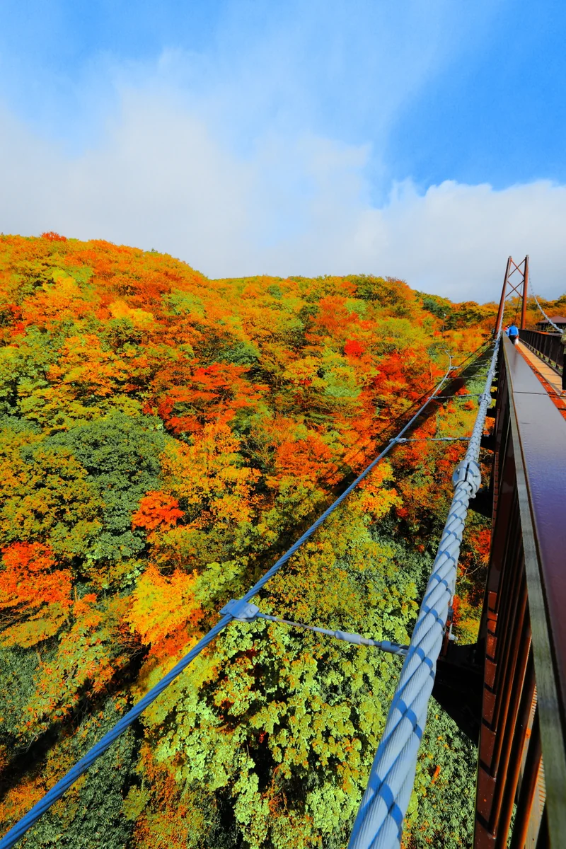 投稿写真：つつじ吊り橋からの紅葉