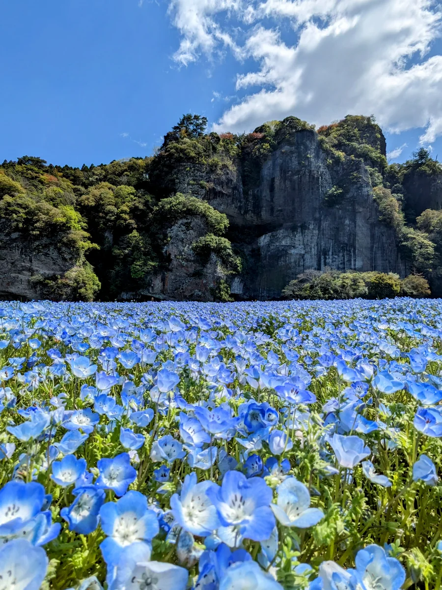 投稿写真：青の洞門のネモフィラ