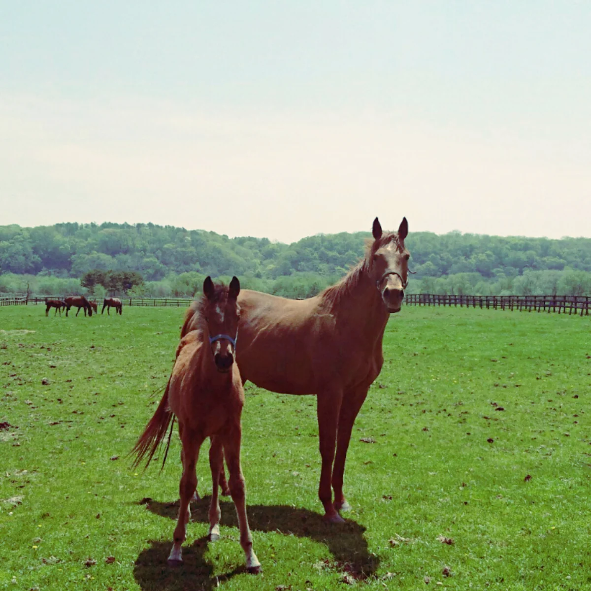 投稿写真：北海道新冠町のサラブレッド銀座。母を守る仔。
