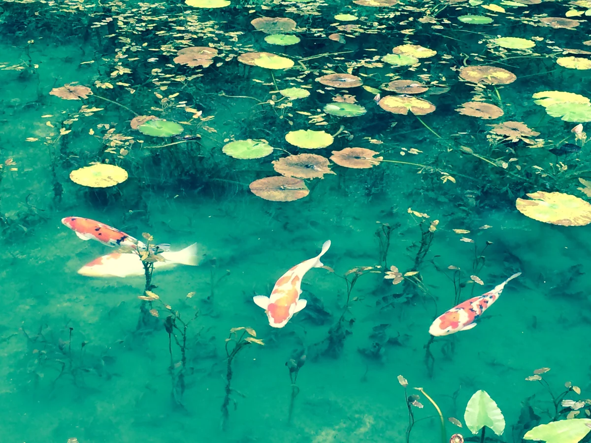 投稿写真：モネの池