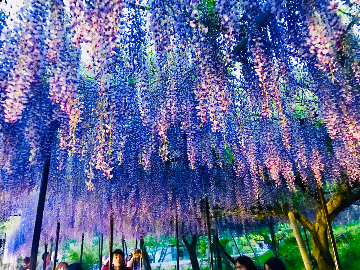 投稿写真：藤の白毫寺