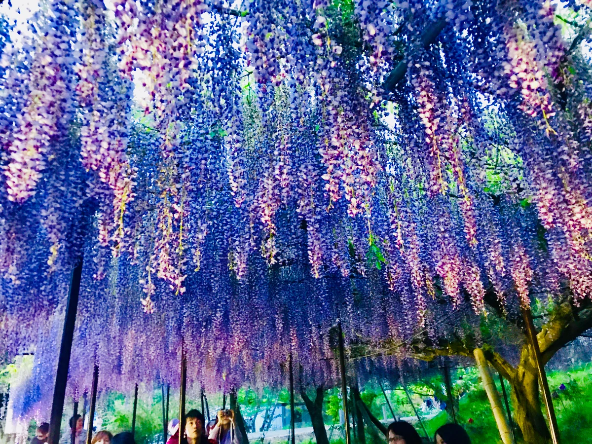 投稿写真：藤の白毫寺