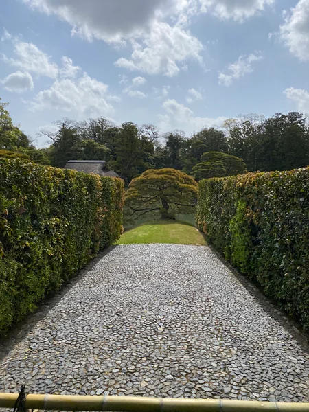 投稿：桂離宮の松