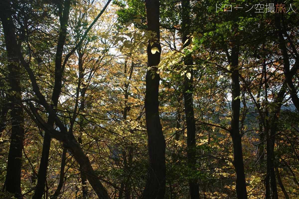 投稿写真：行者山