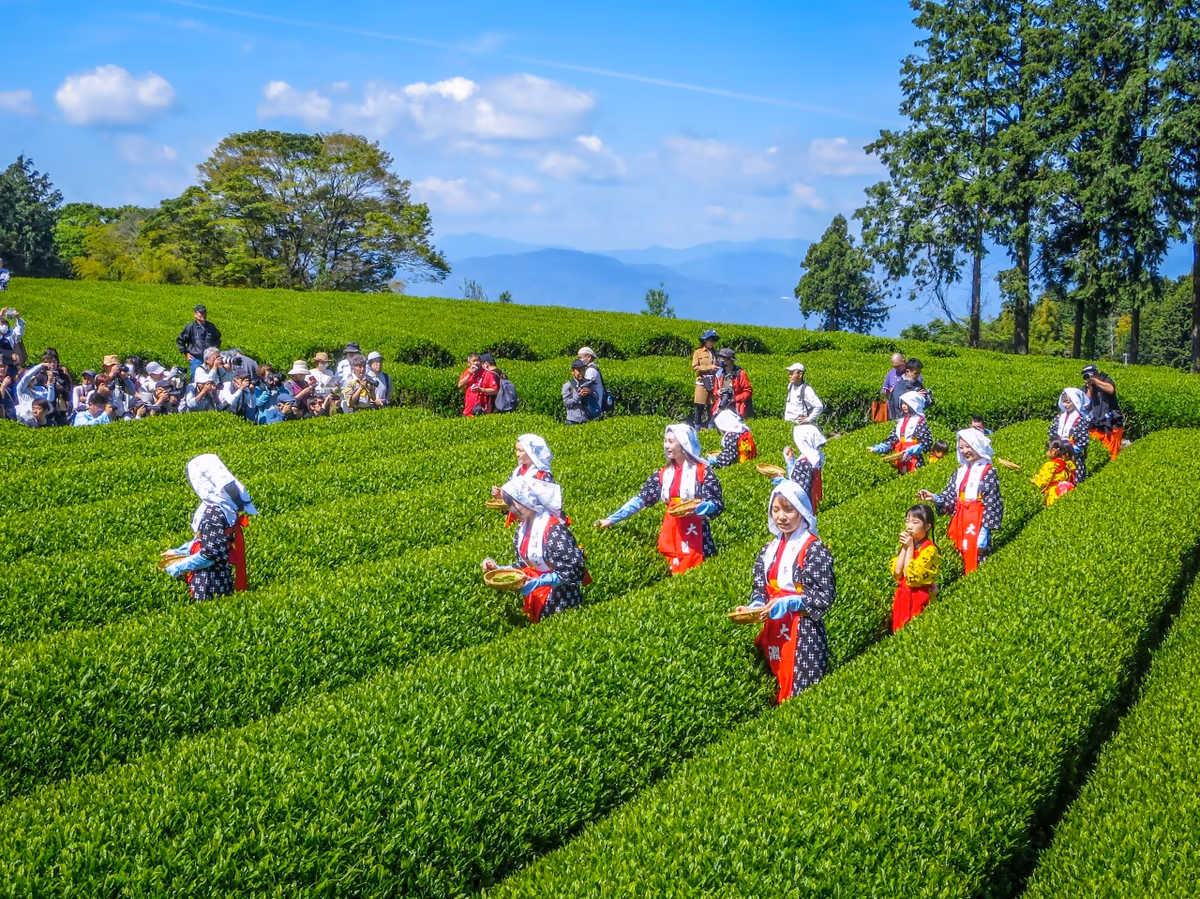 投稿写真：茶娘と撮影者