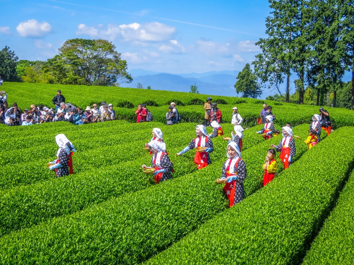 投稿写真：茶娘と撮影者