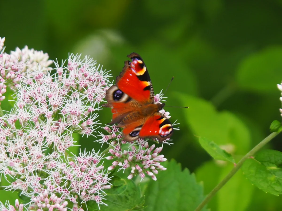 投稿写真：クジャクチョウ