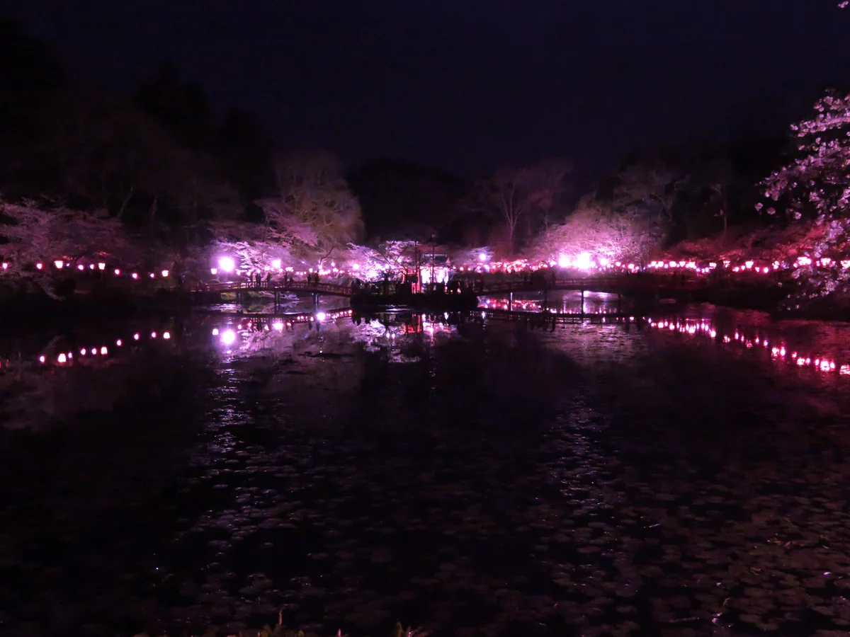 投稿写真：『日本さくら名所100選の夜桜』／茂原公園