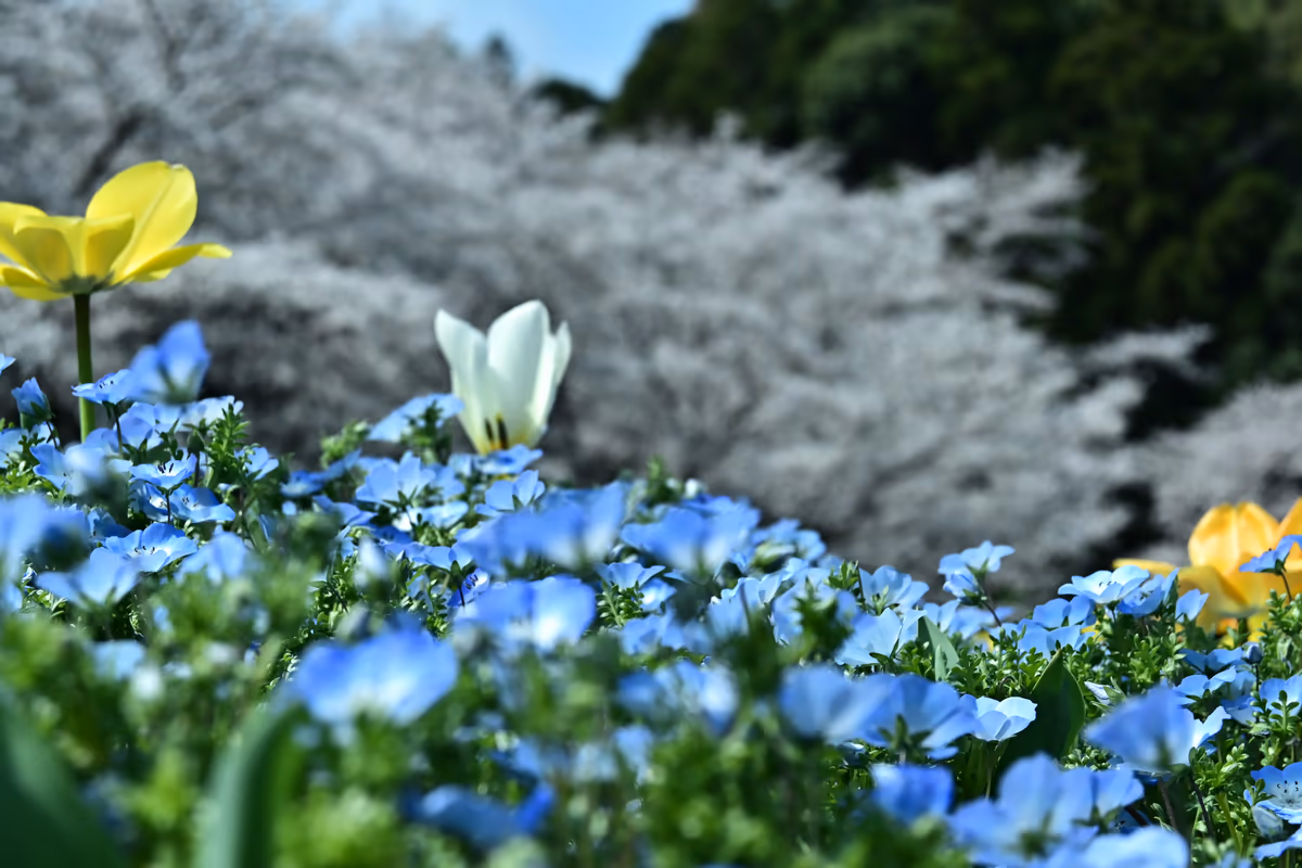 投稿写真：春爛漫