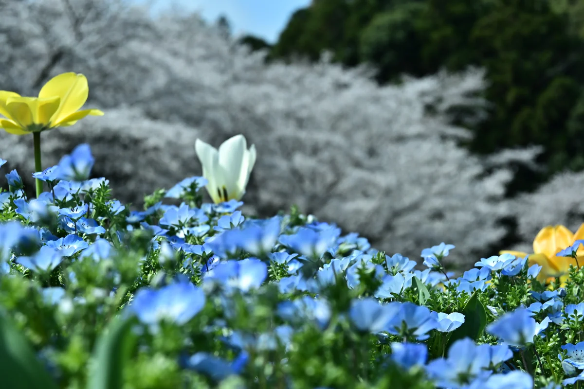 Hiromi Sakataさんの投稿写真