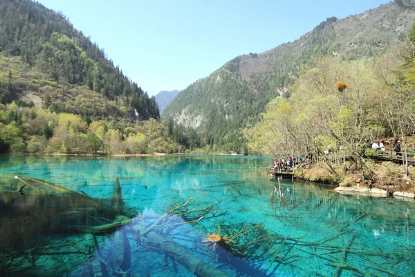 投稿：九寨溝　五花海
