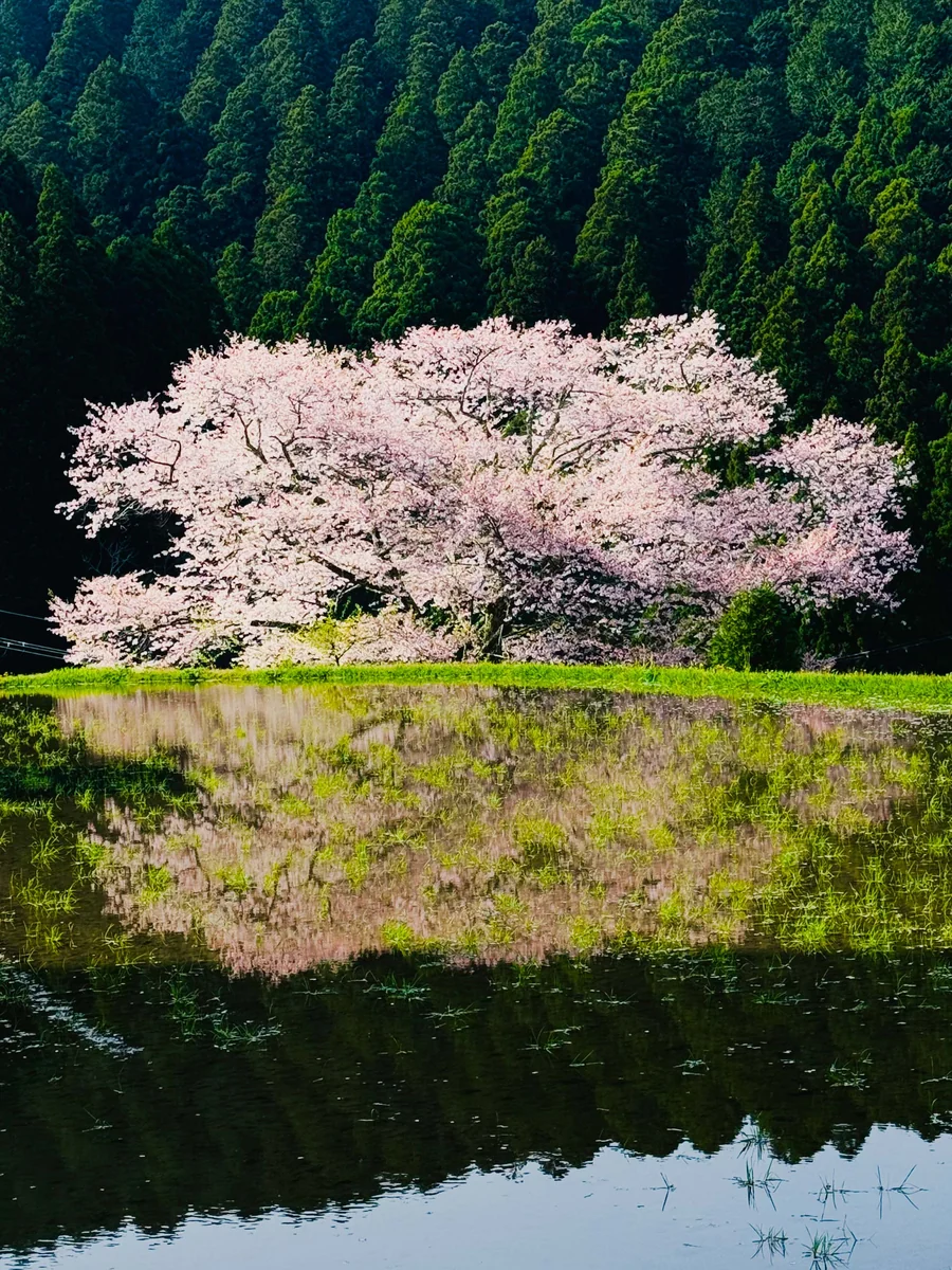 投稿写真：馬繋ぎの桜(諸木野の桜)