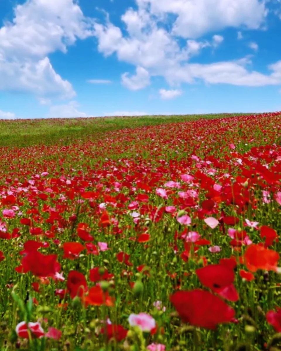 投稿写真：天空のポピー畑