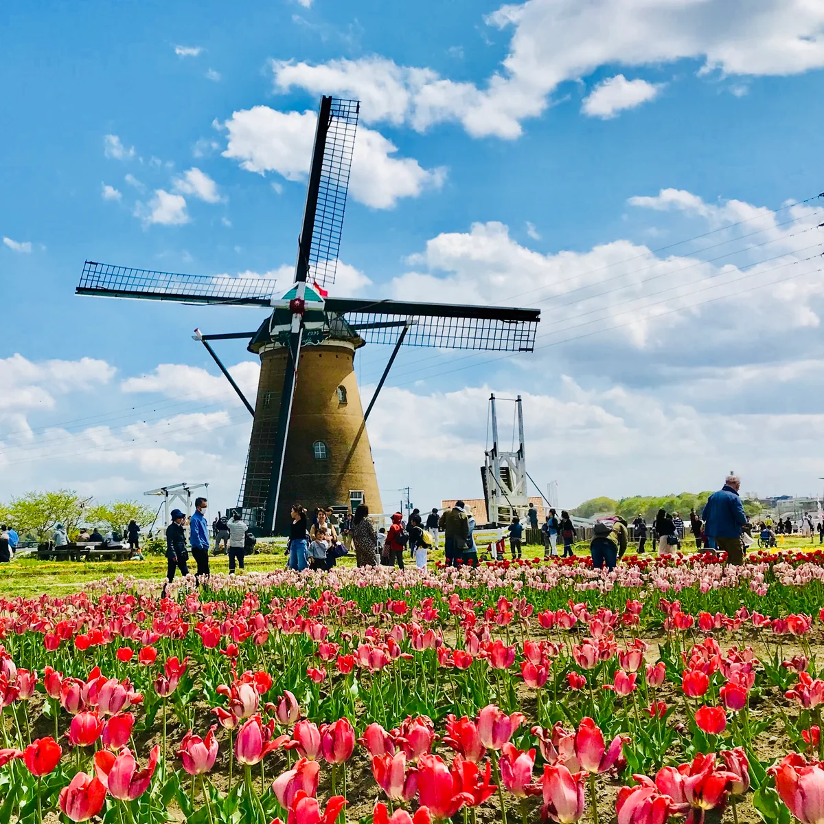 投稿写真：佐倉の風に揺られて