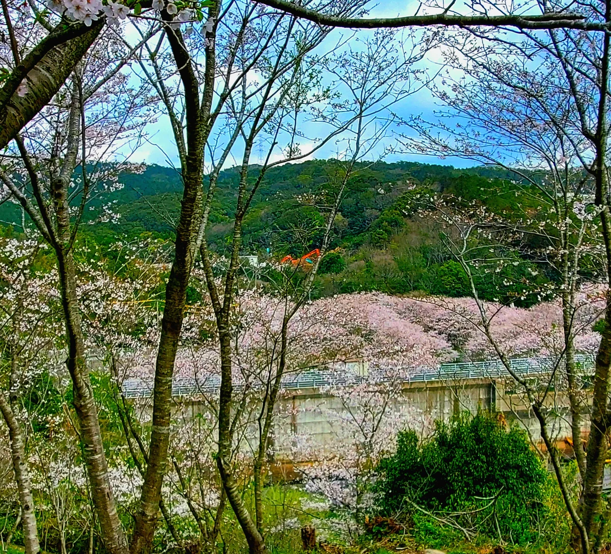 投稿写真：さくらの里