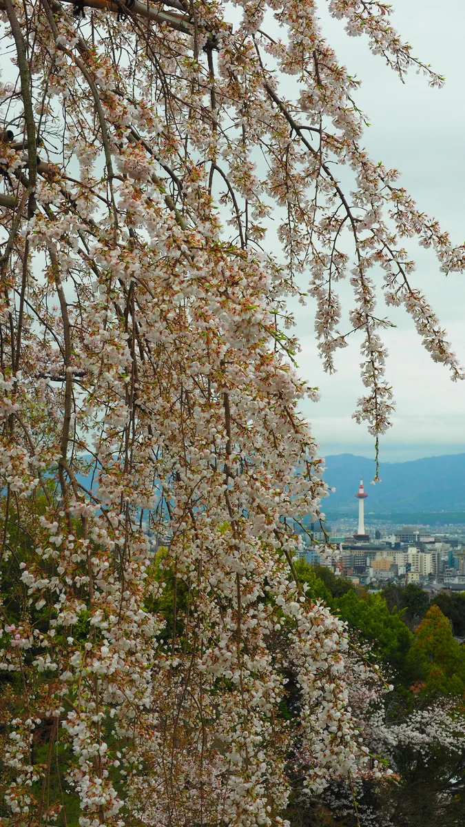 投稿写真：京都タワーと曇天の桜