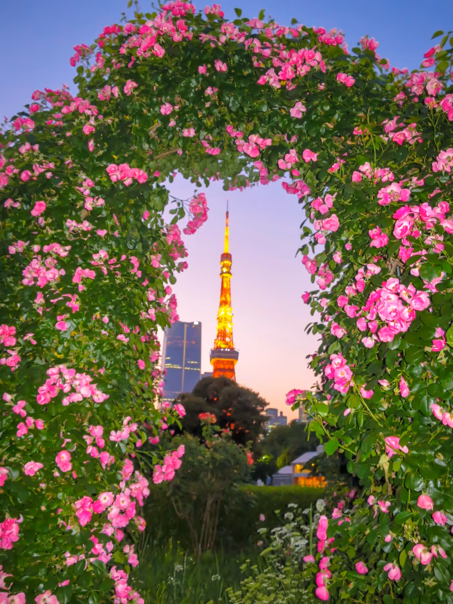 投稿写真：東京タワーとバラ