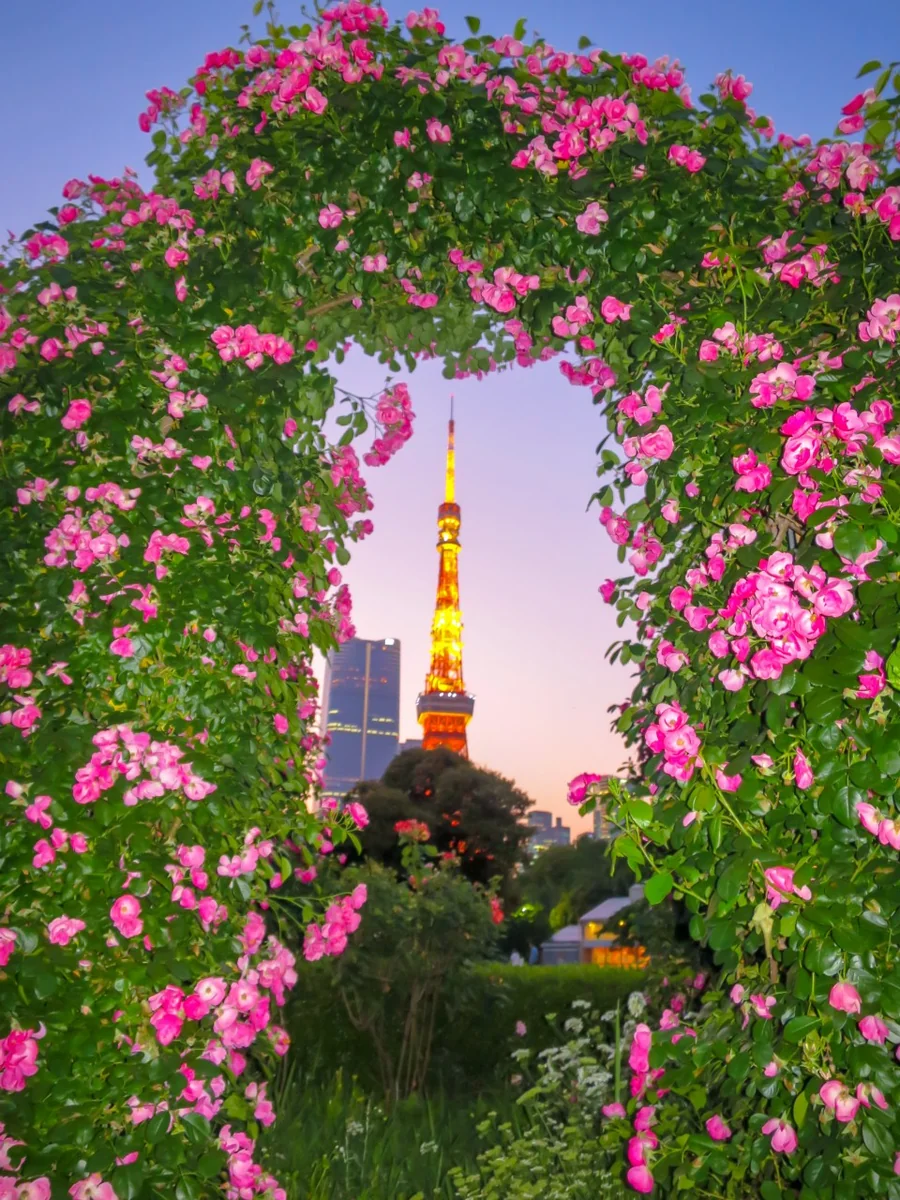 投稿写真：東京タワーとバラ