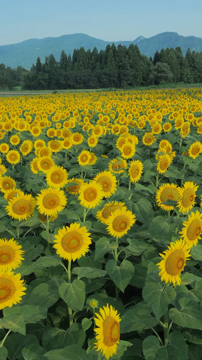 投稿写真：向日葵の畑