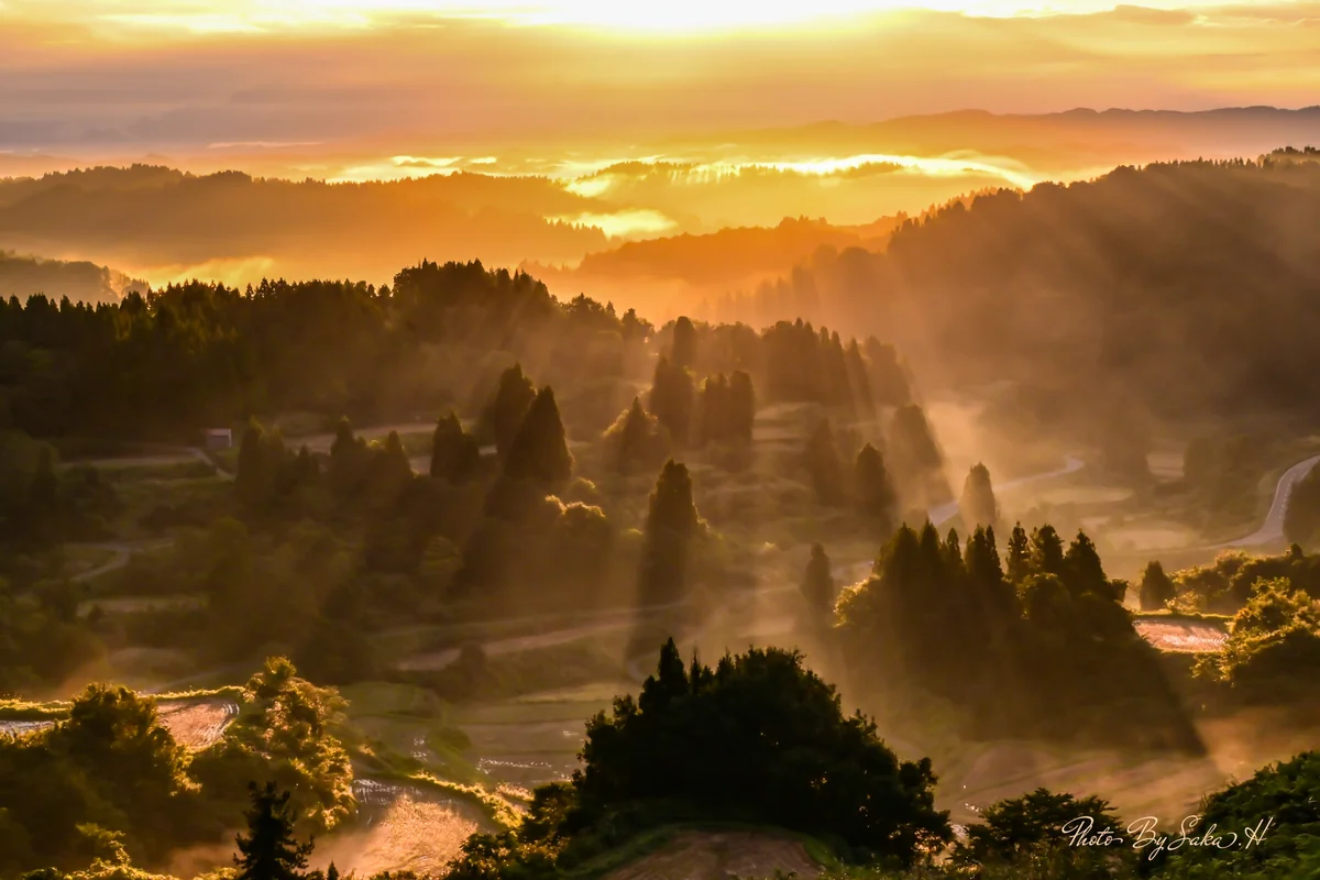 投稿写真：光臨