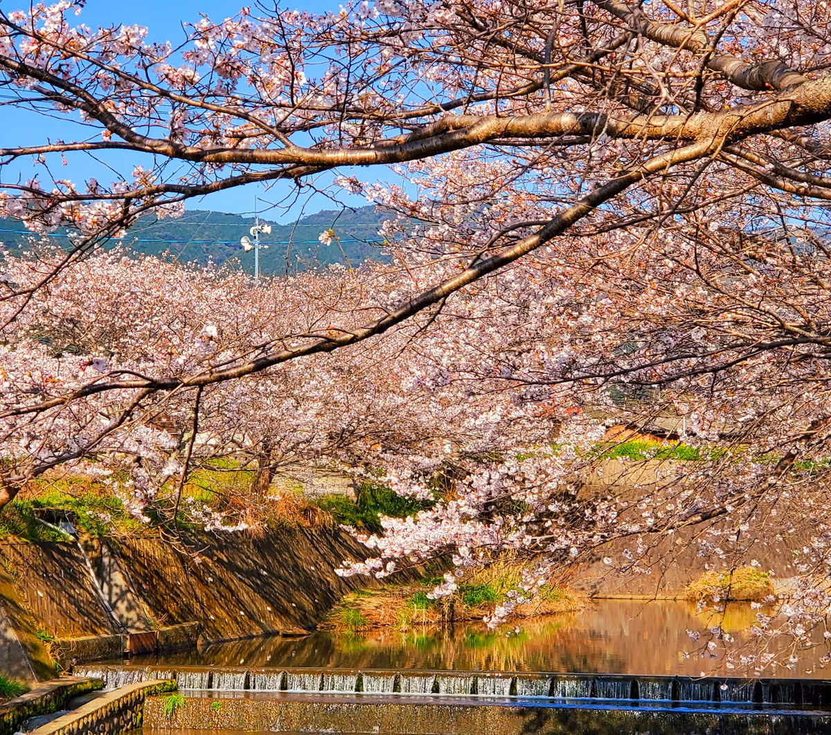 投稿写真：戸根川の桜並木