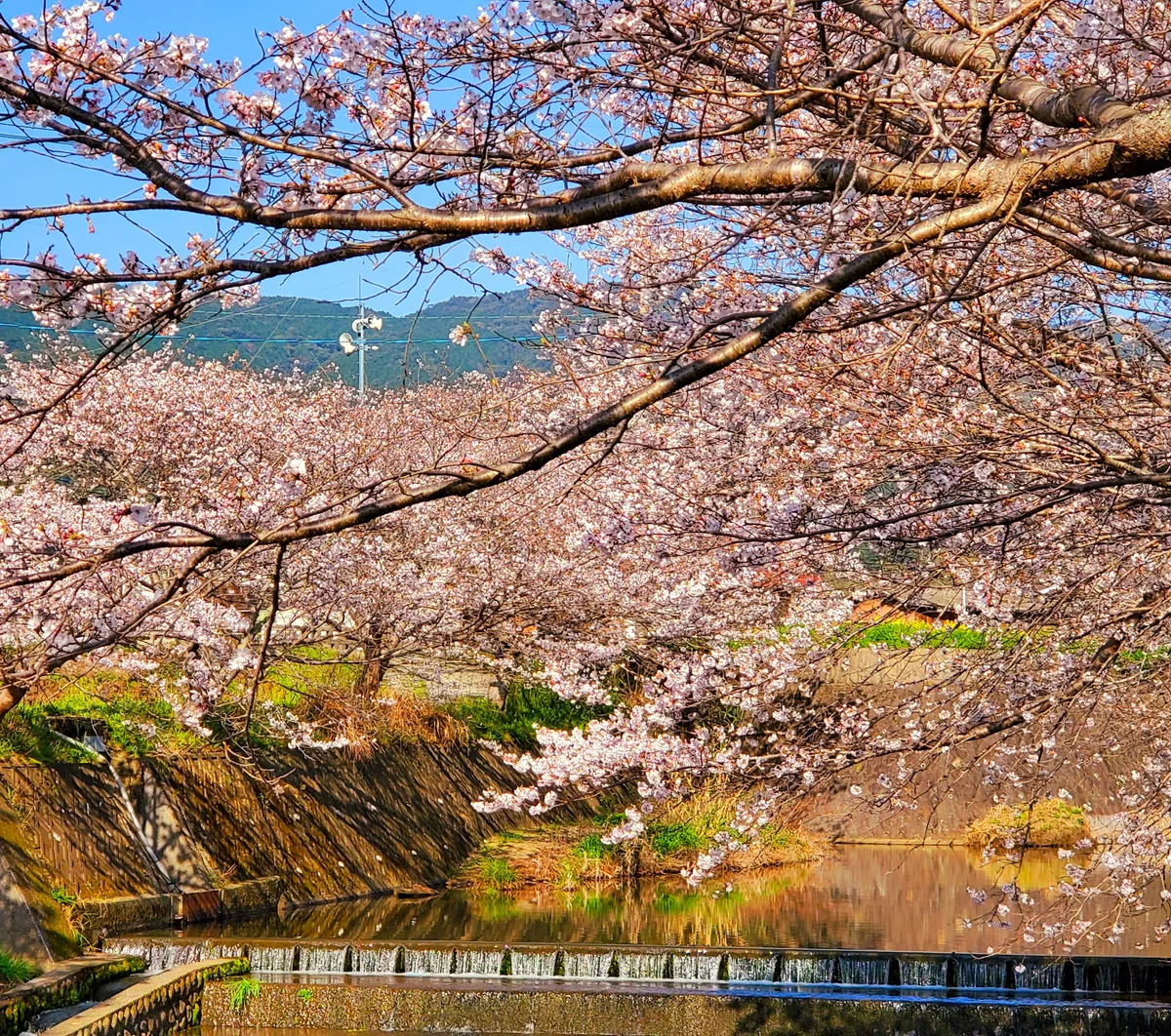 投稿写真：戸根川の桜並木