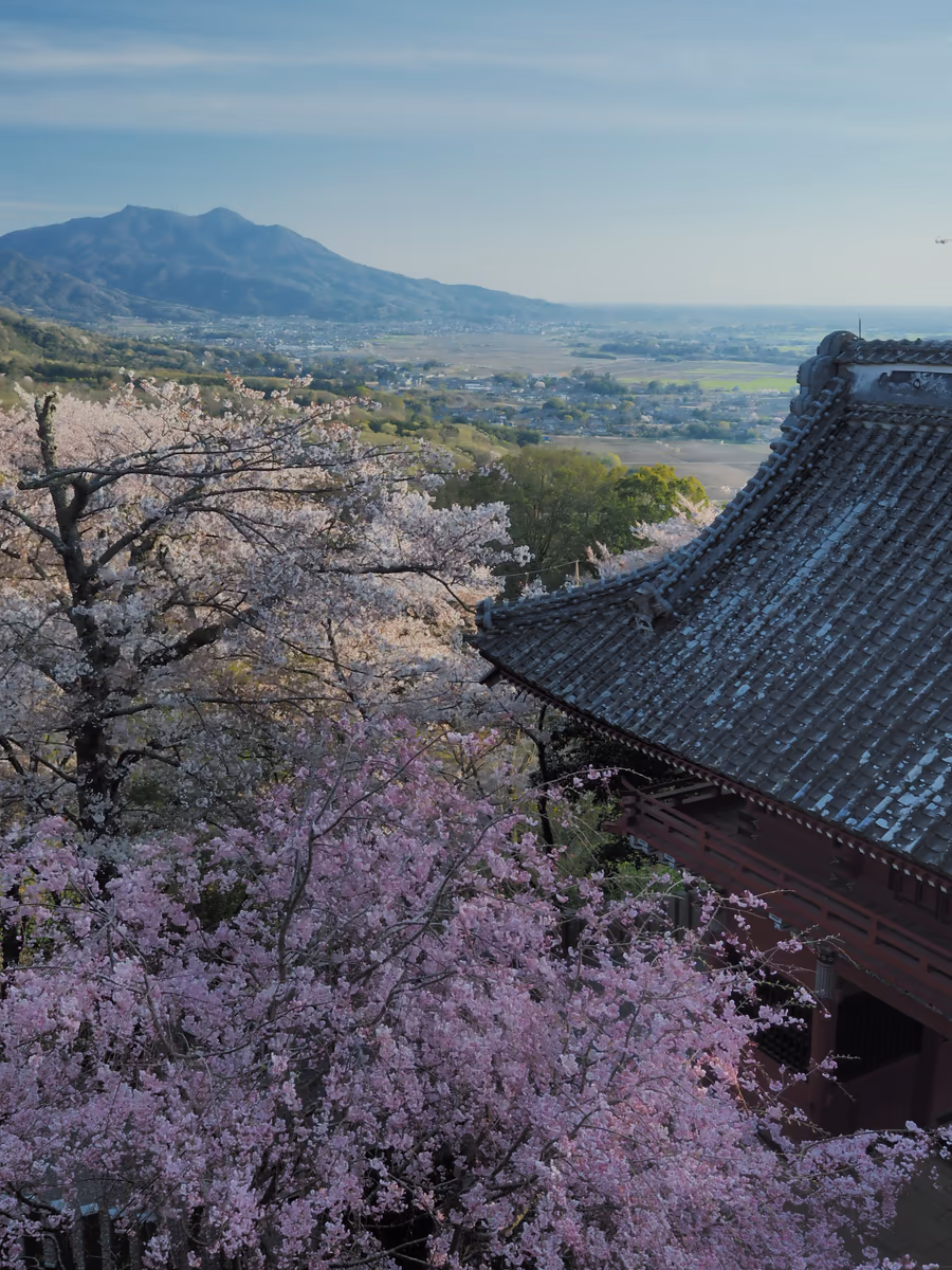 投稿写真：筑波山　春燦々