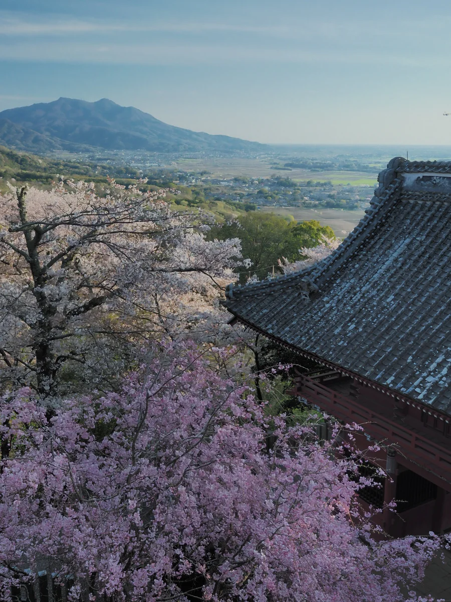 投稿写真：筑波山　春燦々