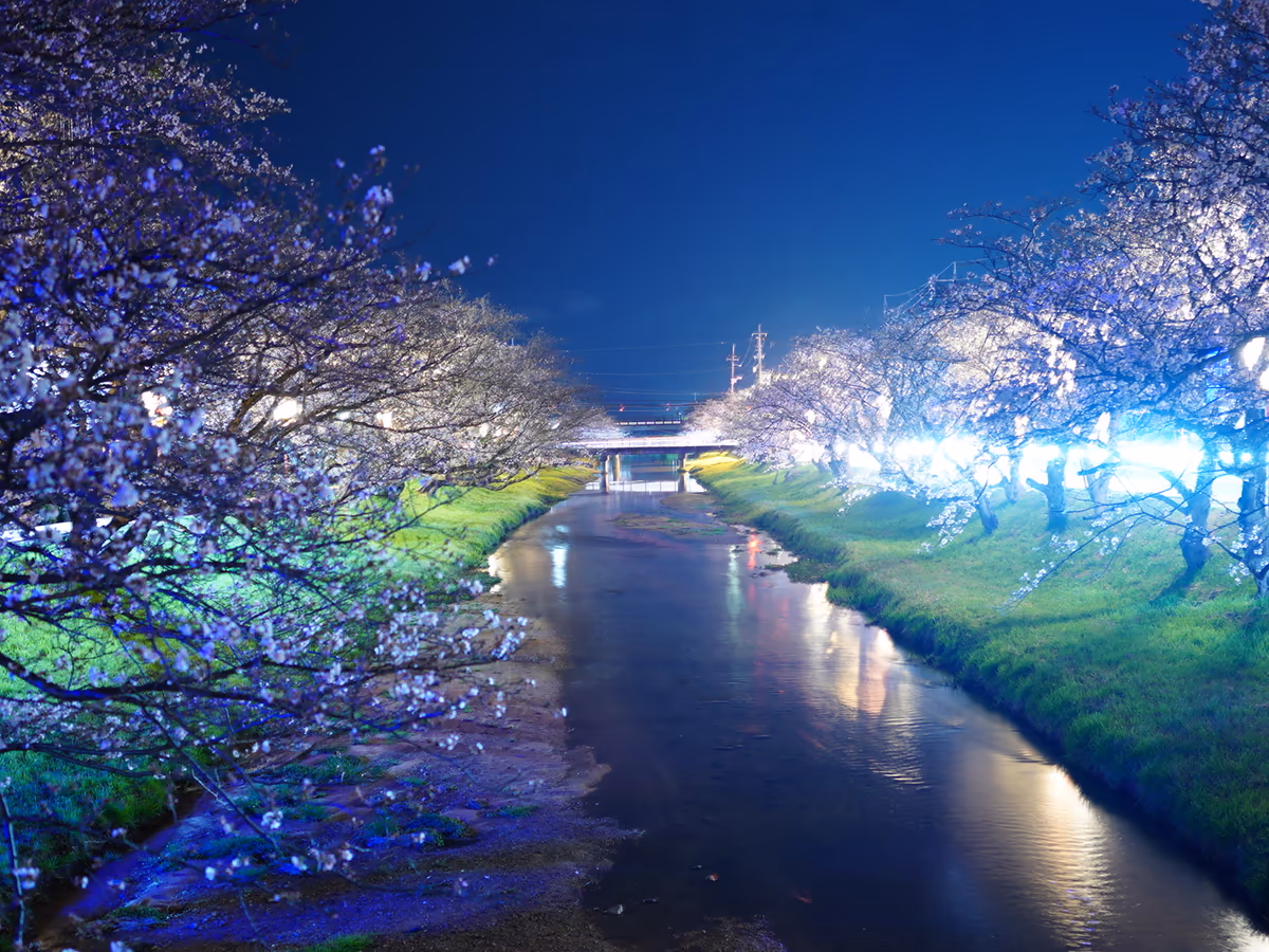 投稿写真：玉湯川の桜　20230325
