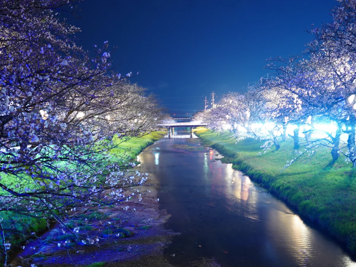 投稿写真：玉湯川の桜　20230325