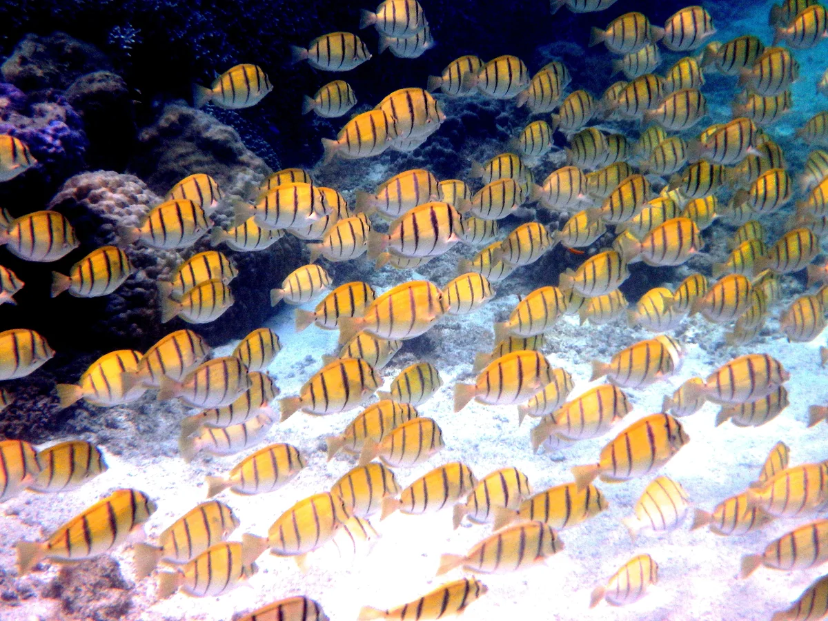 投稿写真：シマハギの群れ