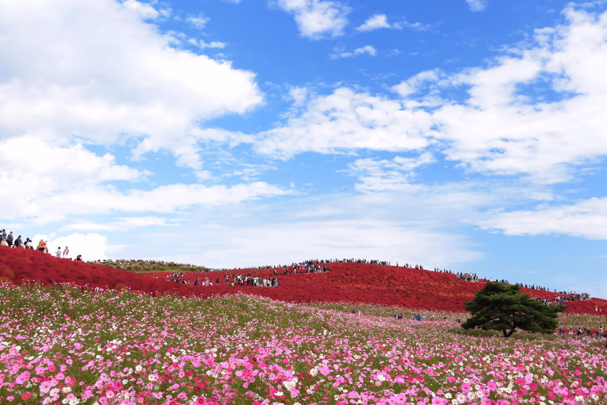 投稿写真：彩り