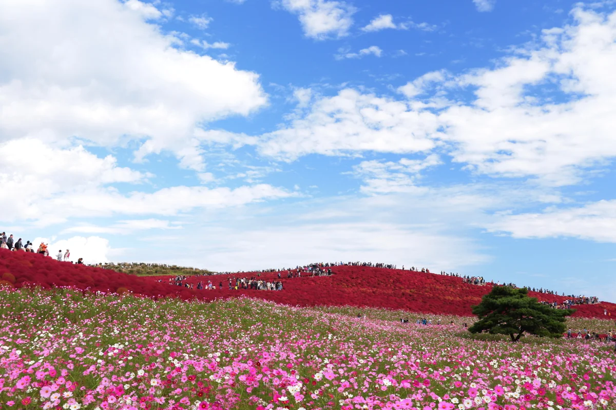 投稿写真：彩り