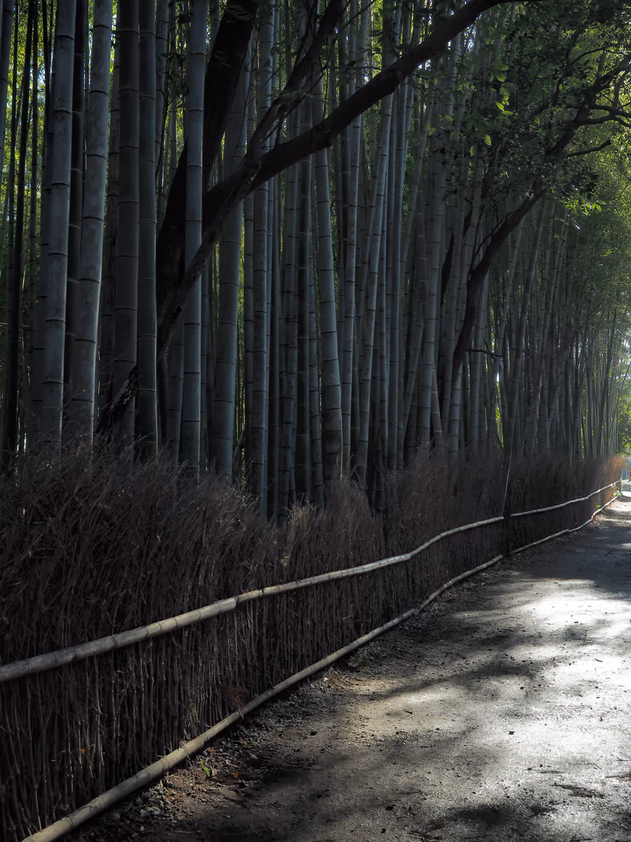 投稿写真：竹林