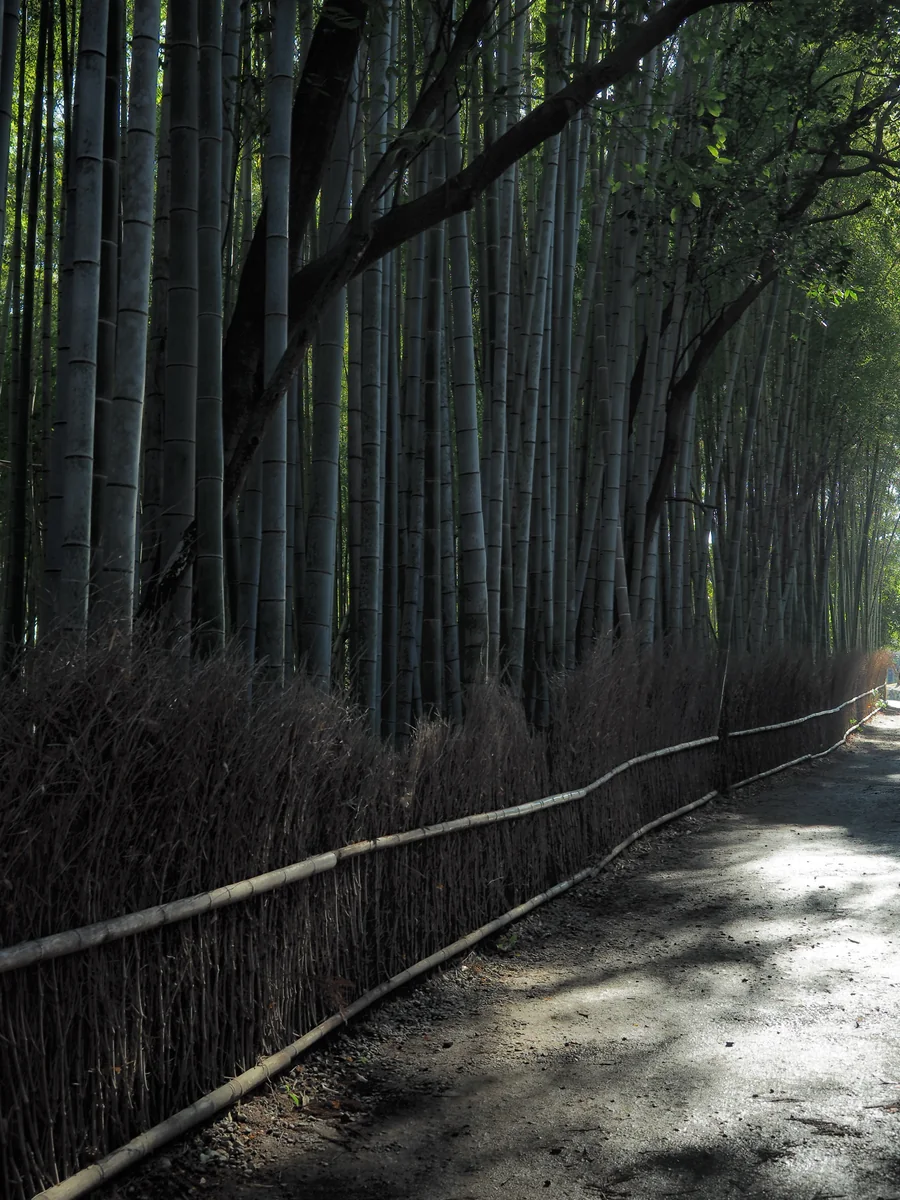 投稿写真：竹林