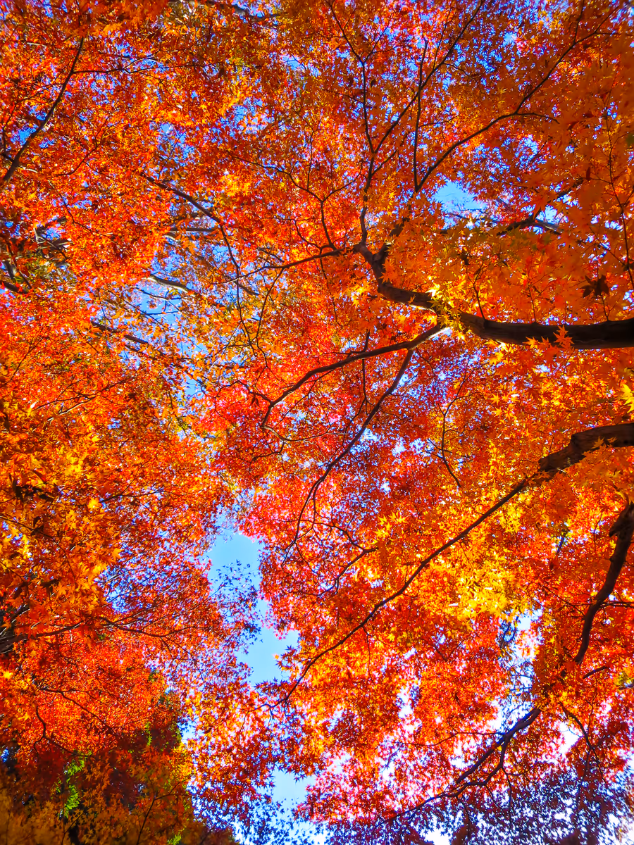 投稿写真：見上げる紅葉