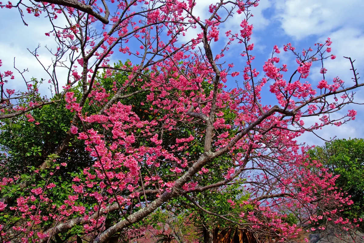 投稿写真：今帰仁城の春