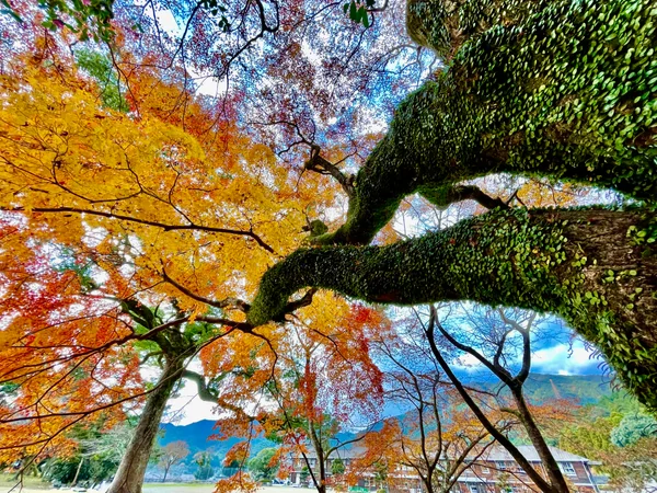 投稿：苔蒸し燃ゆる紅葉