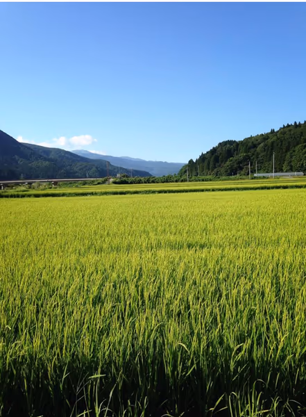 投稿：田園風景