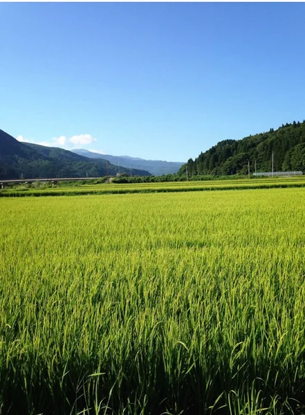 投稿：田園風景