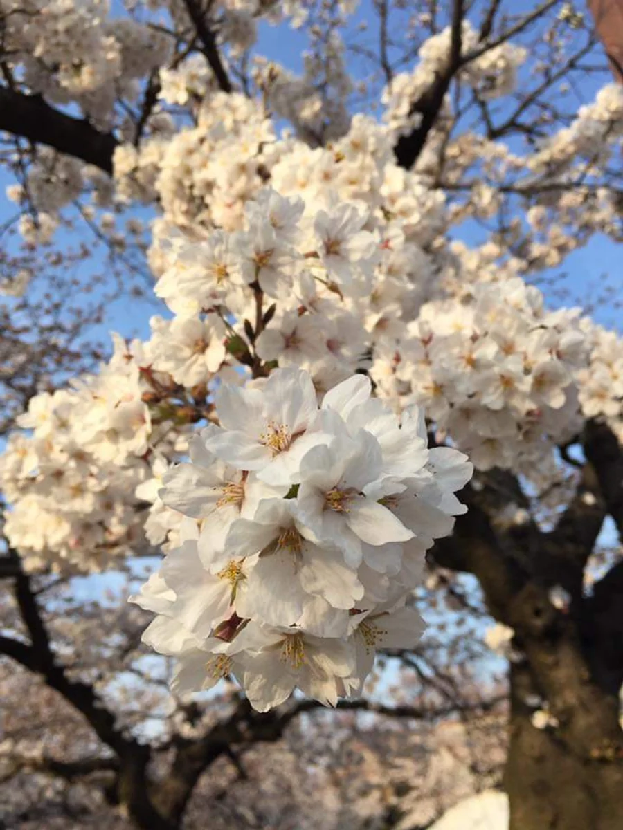投稿写真：五條川