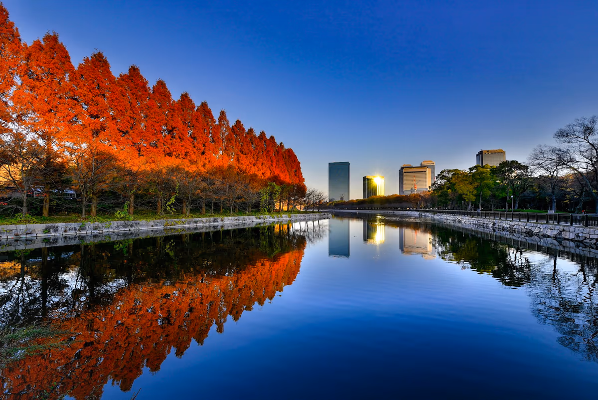 投稿写真：紅葉のメタセコイア並木