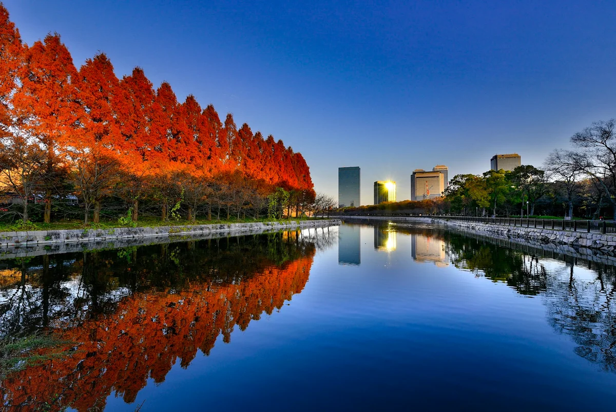 投稿写真：紅葉のメタセコイア並木