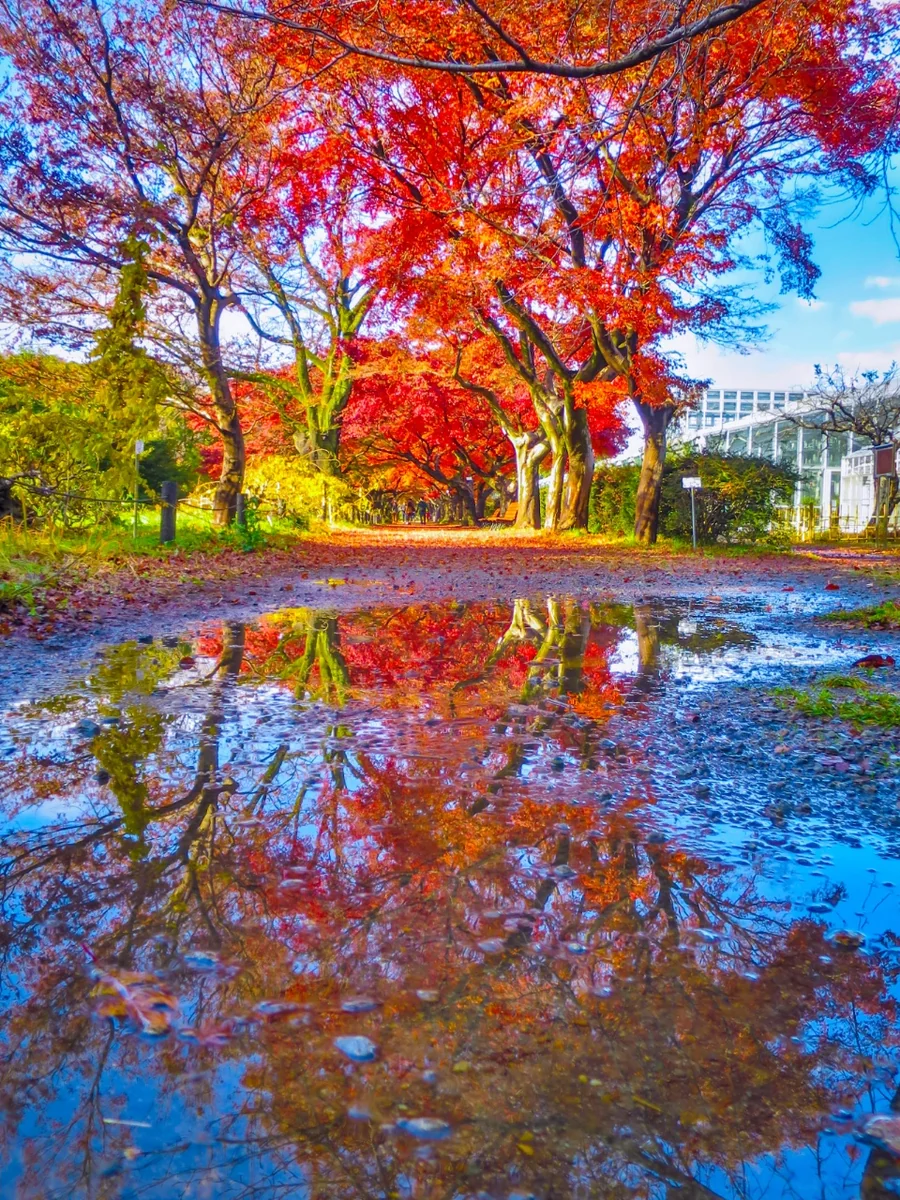 投稿写真：もみじの紅葉のリフレクション
