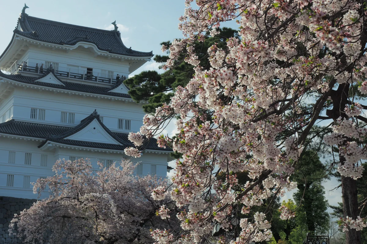 投稿写真：小田原城桜