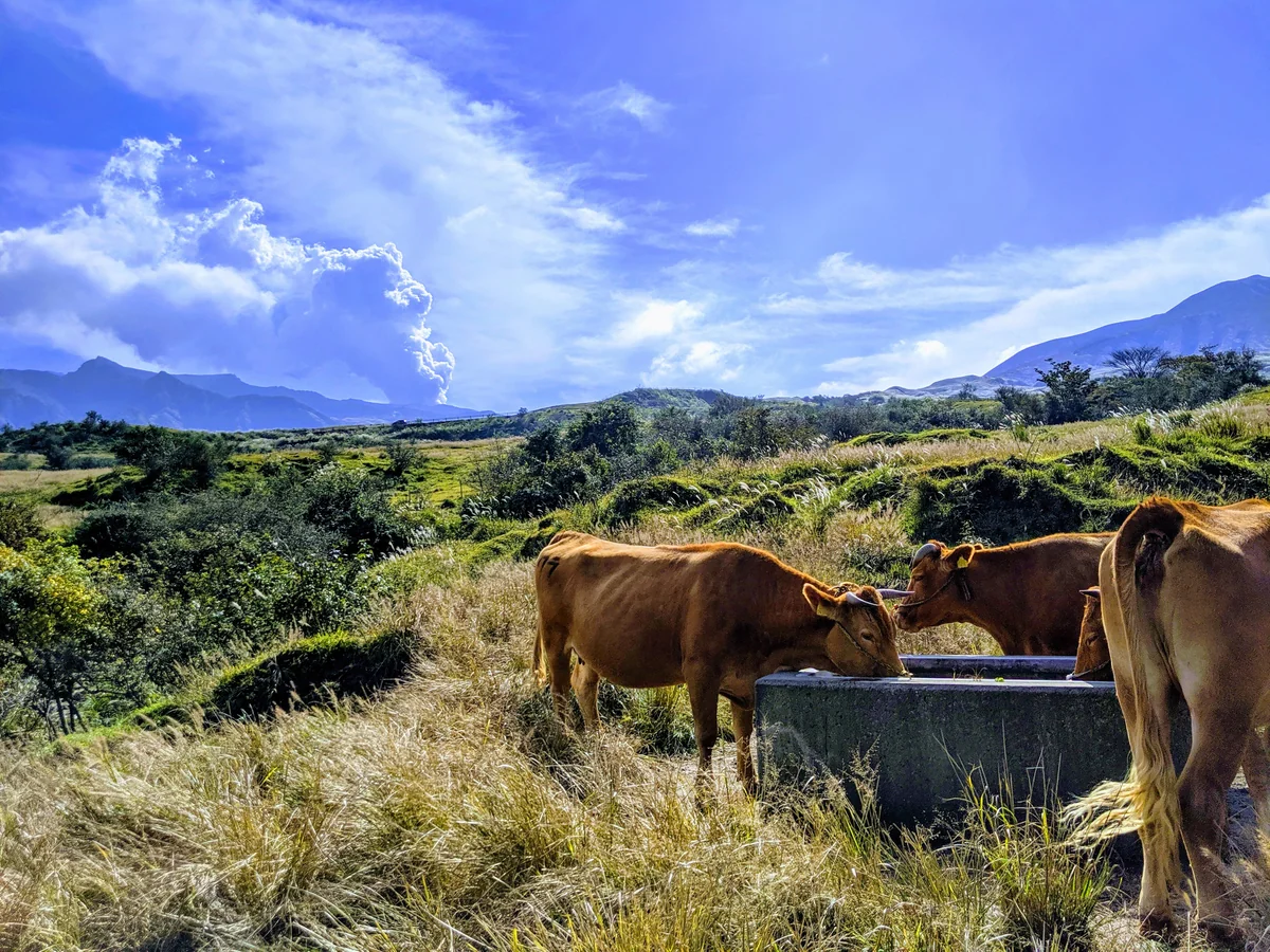投稿写真：阿蘇パノラマライン