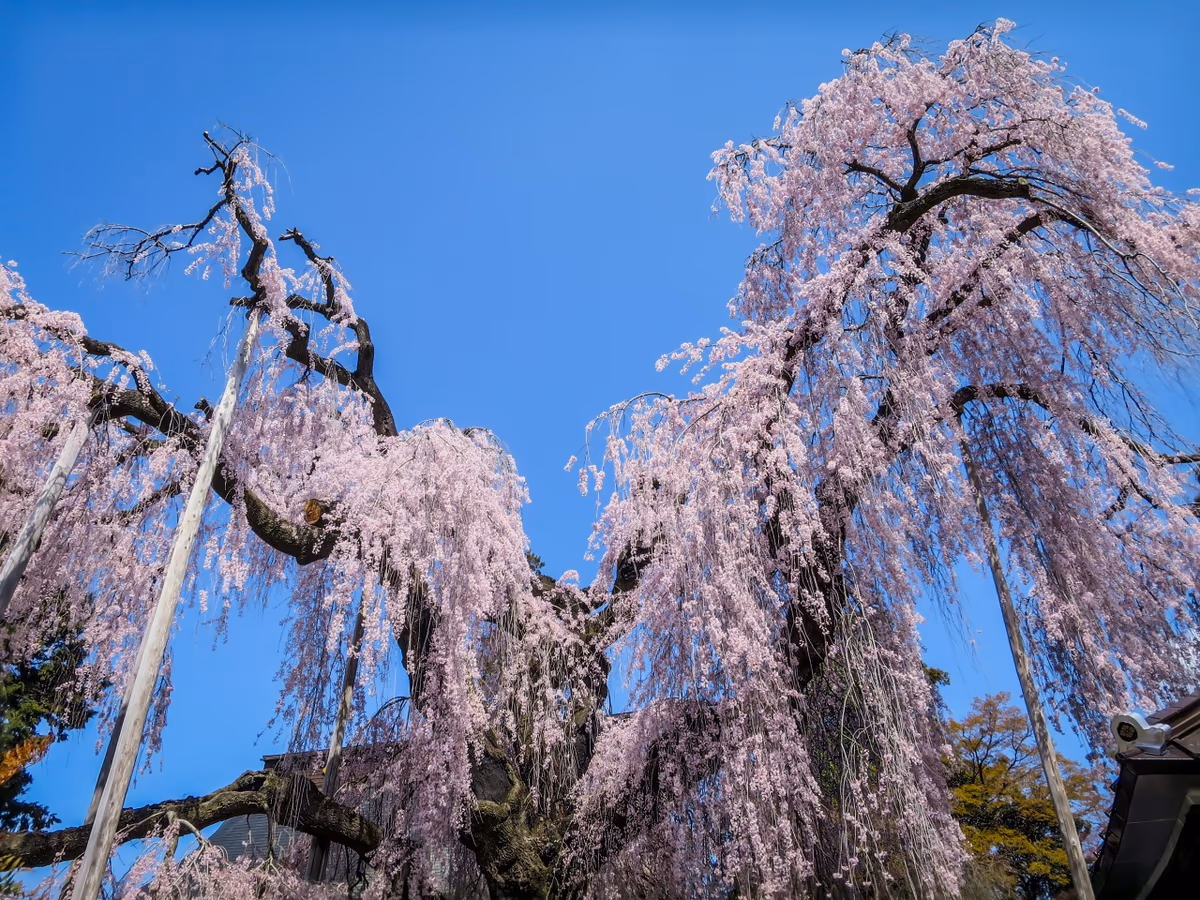投稿写真：慈雲寺のイトザクラ