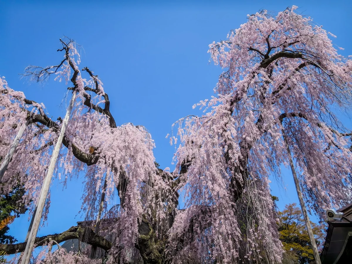 投稿写真：慈雲寺のイトザクラ